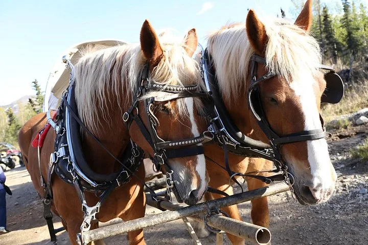 Nahaufnahme von zwei Zugpferden, die vor einen Wagen oder eine Kutsche gespannt sind